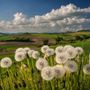 Primavera nel Nord Astigiano ritratta da Enzo Isaia