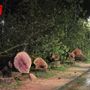 Platani abbattuti: oggi un agronomo in città per analizzare i ceppi e verificare lo stato di salute. Al via la richiesta di risarcimento per &quot;ecocidio&quot;