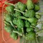 Il 17 e 18 maggio a Costigliole d’Asti la prima edizione della Sagra dell’articiòch, il carciofo astigiano della Val Tiglione e del Sorì