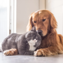 Maltrattamento animali: via libera definitivo a nuove norme e pene severe