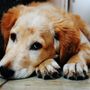 Amico fedele a quattro zampe in difficoltà? Scopri come affrontare la diarrea nel tuo cane