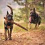 Duecto: l'antiparassitario per cani per una protezione tripla ed efficace