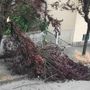 Un albero caduto ieri ad Asti in via Catalani