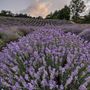Castelnuovo Don Bosco, in mezzo al profumo dei fiori si terrà il concerto “fioritura di note e lavanda”