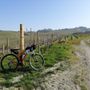 In bici per il solstizio d’estate tra le colline della Langa astigiana