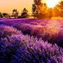 Lavanda dell'Astigiano a Castelnuovo don Bosco