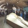 &quot;Notte al Museo&quot; incanta gli spettatori tra i fossili