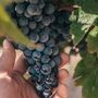 Crisi vitivinicola in Piemonte: Rifondazione critica l'assessore Bongioanni e chiede un cambio di passo