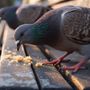 Piani di abbattimento dei piccioni, le associazioni chiedono il ritiro della delibera