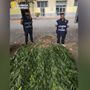 Finanzieri con le piante rinvenute