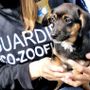 Guardia eco-zoofila (ph. Oipa)