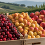 Stagione estiva positiva per l'ortofrutta piemontese: le  cooperative chiudono con il sorriso