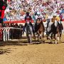 Palio di Asti 2025: i primi finalisti sono Torretta, San Damiano e San Martino San Rocco [VIDEO]