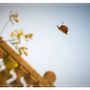 Ph Efrem Zanchettin - Merfephoto