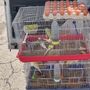 Galline, conigli e uccelli in gabbia: l'appello di Animal per un Piemonte senza animali nei mercati
