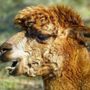 Una merenda speciale con gli alpaca per i 21 anni di solidarietà di Oremi