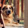 La Displasia dell'anca nei cani: riconoscimento, trattamento e prevenzione