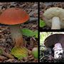 Ultimi giorni per il Foto-Bioblitz micologico nel Parco Paleontologico Astigiano