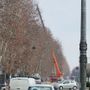 Viale Pilone, scattata la chiusura per il taglio dei platani malati