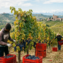 Stagionali agricoli, dalla Regione oltre 73mila euro per l’accoglienza temporanea Stagionali agricoli, dalla Regione oltre 73mila euro per l’accoglienza temporanea
