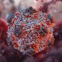 Allerta Hantavirus, la Regione attiva i protocolli di monitoraggio Allerta Hantavirus, la Regione attiva i protocolli di monitoraggio