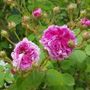 Scottish Rose di David Austin del Roseto della sorpresa di Castell'Alfero Scottish Rose di David Austin del Roseto della sorpresa di Castell'Alfero