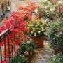 Castelnuovo Belbo proroga il concorso “Giardini e Balconi Fioriti 2026”