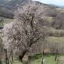 Un mandorlo nel Forteto della Luja (ph. G. Scaglione)