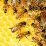 Api, sentinelle dell’ambiente e pilastro dell’agricoltura: Coldiretti lancia l’allerta su concorrenza sleale e clima Api, sentinelle dell’ambiente e pilastro dell’agricoltura: Coldiretti lancia l’allerta su concorrenza sleale e clima