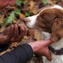 Cani antiveleno in azione nelle campagne per proteggere i segugi