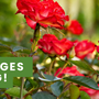 Costigliole d’Asti si prepara alla sfida internazionale di “Communities in Bloom”: il 13 giugno arriveranno i giudici Costigliole d’Asti si prepara alla sfida internazionale di “Communities in Bloom”: il 13 giugno arriveranno i giudici