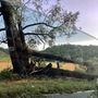 Albero in viale don Bianco