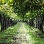 Il futuro del vino passa per la genetica: al Mercato Contadino si studia l'evoluzione di Nebbiolo, Barbera e Moscato Il futuro del vino passa per la genetica: al Mercato Contadino si studia l'evoluzione di Nebbiolo, Barbera e Moscato