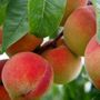 Ortofrutta piemontese in crisi, l'allarme di Confagricoltura per salvare il settore Ortofrutta piemontese in crisi, l'allarme di Confagricoltura per salvare il settore