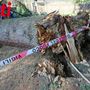 Alberi caduti ad Asti, Briccarello attacca la maggioranza: “Non sono colpevoli le piante, ma anni di incuria”. Interpellanza della minoranza [VIDEO]