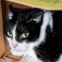 Domani sera la camminata solidale per le colonie feline del borgo Tanaro