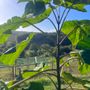 Boman sostiene la Paulownia in un importante progetto di agricoltura rigenerativa Boman sostiene la Paulownia in un importante progetto di agricoltura rigenerativa