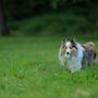 Recinti per cani: norme, idee e soluzioni progettuali pratiche