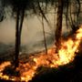 Incendi boschivi, la Regione estende lo stato di emergenza a tutto il territorio Incendi boschivi, la Regione estende lo stato di emergenza a tutto il territorio