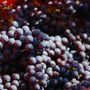 Vendemmia: caldo e siccità accelerano i tempi nei vigneti del sud del Piemonte Vendemmia: caldo e siccità accelerano i tempi nei vigneti del sud del Piemonte