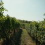 Vino piemontese e clima, l’allarme in Regione: “Servono risposte strutturali per il comparto” Vino piemontese e clima, l’allarme in Regione: “Servono risposte strutturali per il comparto”