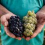 Alta Langa DOCG, parte la vendemmia 2026: attese basi spumante di ottima qualità