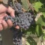 Siccità, Coldiretti Asti sollecita il Tavolo Verde in Regione