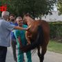Le visite veterinarie di questa mattina (Merphefoto) Le visite veterinarie di questa mattina (Merphefoto)