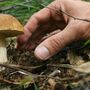 Funghi, in Piemonte 30 persone coinvolte in intossicazioni nel 2025: controlli gratuiti nelle ASL