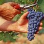 Inizia la vendemmia, anticipata dal gran caldo: qualità alta, mercati in allerta per le tensioni internazionali