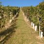 Vendemmia 2026: il Consorzio Barbera d'Asti e Vini del Monferrato richiama l'attenzione degli Stati Generali sul futuro della filiera
