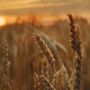 Emergenza agricola, Cia Alessandria-Asti: “Servono scelte strutturali, non più rinvii” Emergenza agricola, Cia Alessandria-Asti: “Servono scelte strutturali, non più rinvii”