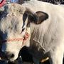&quot;Sua maestà il Bollito&quot;, a Valfenera un convegno sulla Fassona piemontese