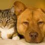 Torna all’Esselunga la raccolta alimentare per cani e gatti con i volontari Balzoo